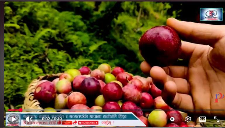 "आलुबखडा" जुन हामीले सामान्य फल ठान्यौं, त्यसमा लुकेको रहेछ क्यान्सरसँग लड्ने शक्ति।